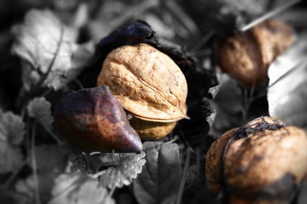 Fresh Walnuts (Juglans regia)