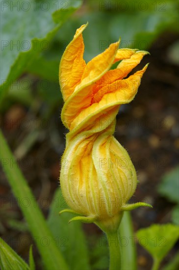 Marrow flower