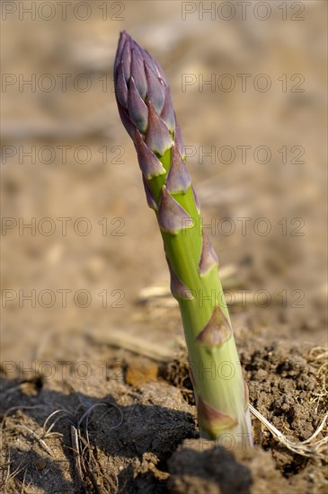 Asparagus growing in the field