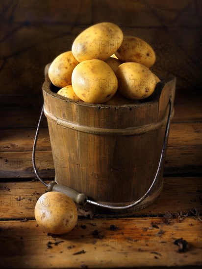Potatoes 'Maris Piper' in a wooden bucket