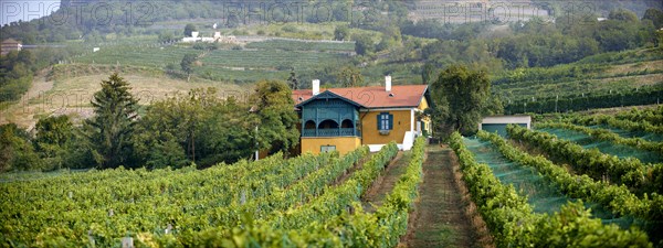 Wine cellar in the Badacsony vineyards
