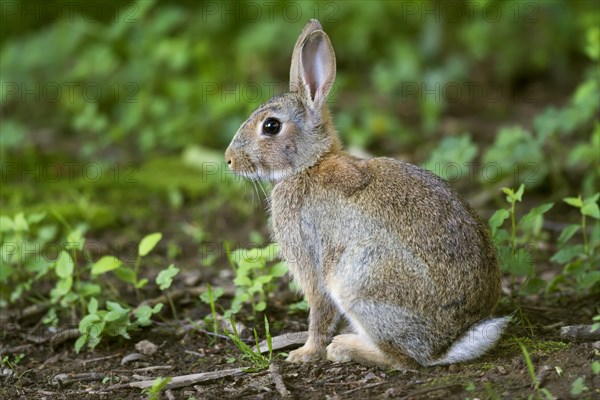 European Rabbit (Oryctolagus cuniculus)