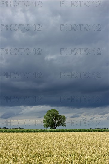 Common Ash (Fraxinus excelsior) behind a wheat field (Triticum L.) with dark storm clouds