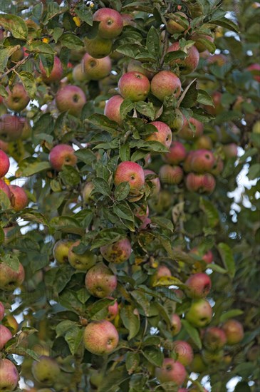 Unsprayed red apples with worms in an apple tree
