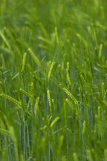 Grainfield with immature ears of Barley (Hordeum vulgare)