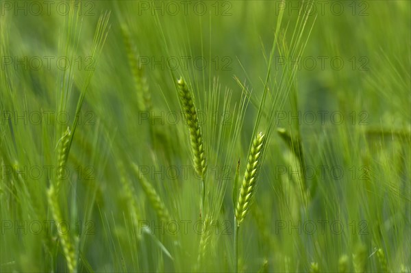 Grainfield with immature ears of Barley (Hordeum vulgare)