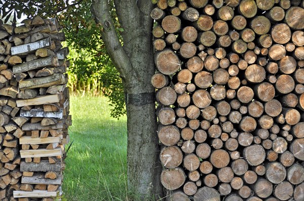Stack of wooden logs