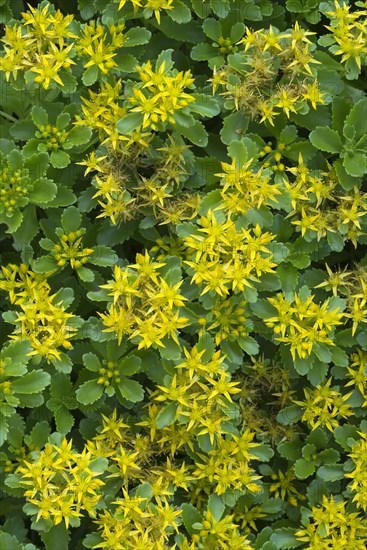 Kamschatca Stonecrop or Russian Stonecrop (Sedum kamtschaticum)