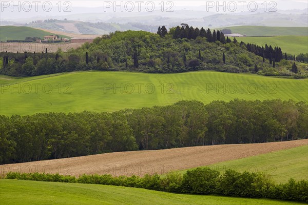 Hilly landscape of the Crete Senesi region