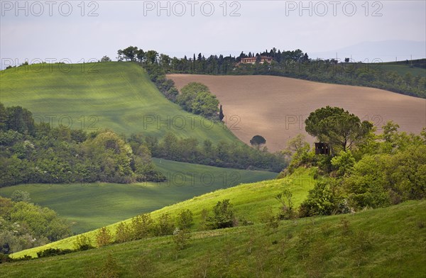 Hilly landscape of the Crete Senesi region