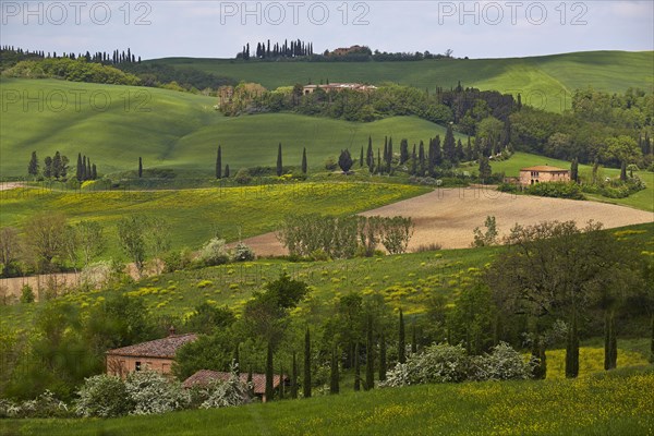 Hilly landscape of the Crete Senesi region