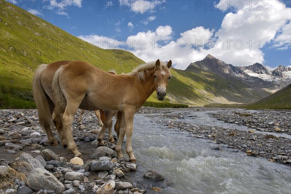 Tyrolean Haflinger horses