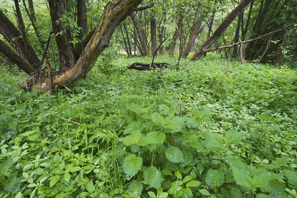 Floodplain forest of the Lafnitz river