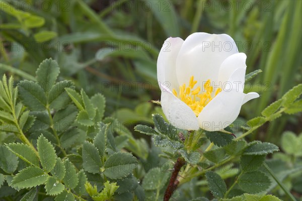 Empire Prickly Rose or Burnet Rose (Ropsa spinosissima)