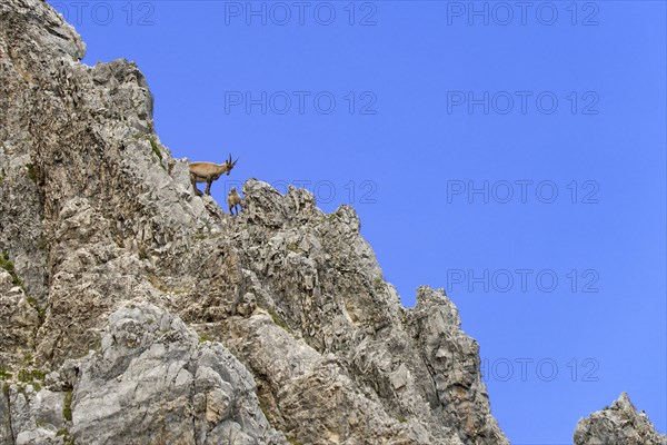Alpine Ibex or Steinbock (Capra ibex)