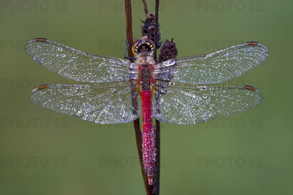 Ruddy Darter (Sympetrum sanguineum)