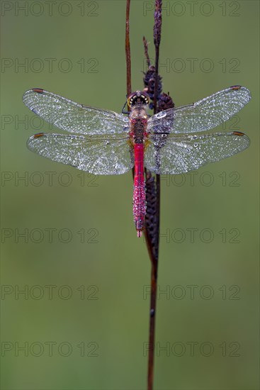 Ruddy Darter (Sympetrum sanguineum)