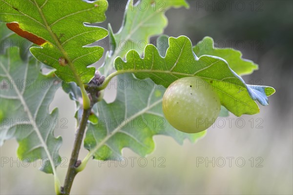 Gall of the Oak Gall Wasp (Cynips quercusfolii) on an Oak (Quercus robur)
