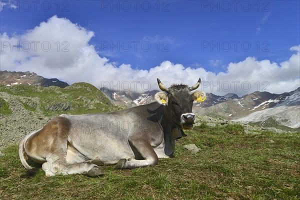 Tyrolean Grey Cattle on the Timmelsalm alpine pasture