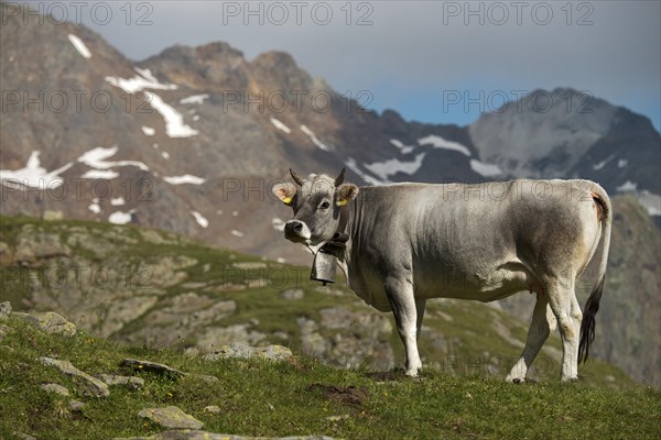 Tyrolean Grey Cattle on the Timmelsalm alpine pasture
