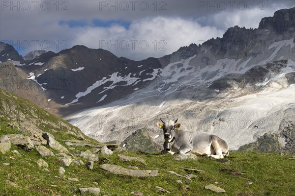 Tyrolean Grey Cattle on the Timmelsalm alpine pasture