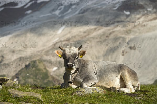 Tyrolean Grey Cattle on the Timmelsalm alpine pasture