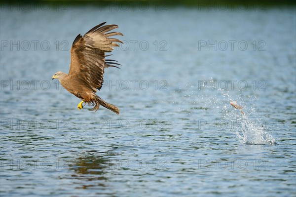 Black Kite (Milvus migrans) is unsuccessful in catching a fish