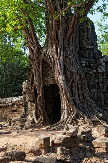 Trees growing over a gate at the temple of Ta Som