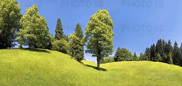 Green meadow and trees on Eckbauer Mountain
