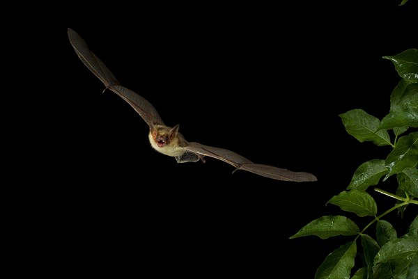 Lesser Mouse-eared Bat (Myotis blythii) in flight