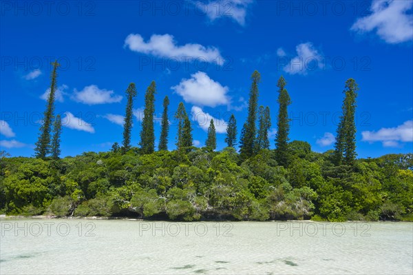 Bay de Oro