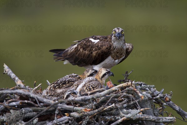 Osprey or Sea Hawk (Pandion haliaetus) feeding young birds