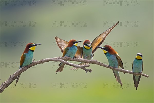 Bee-eaters (Merops apiaster)