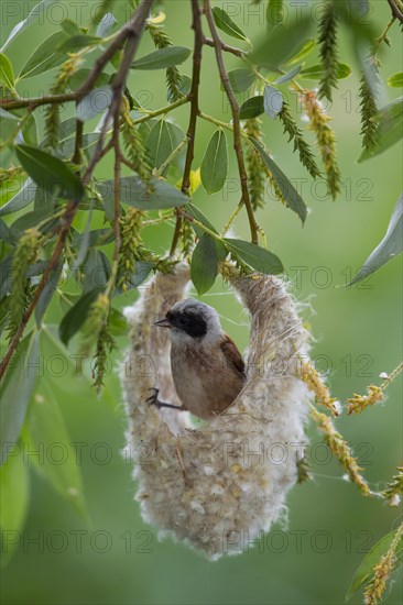 Eurasian Penduline Tit or European Penduline Tit (Remiz pendulinus)