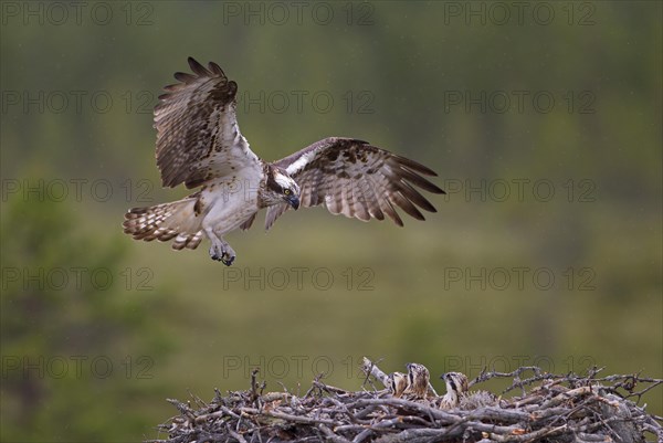 Osprey or Sea Hawk (Pandion haliaetus) approaching to land on an eyrie