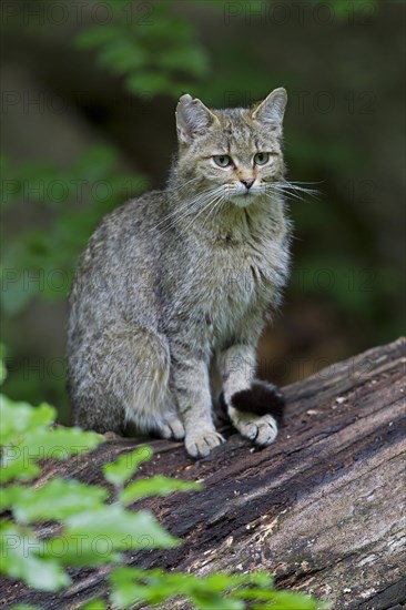 Wildcat (Felis silvestris)