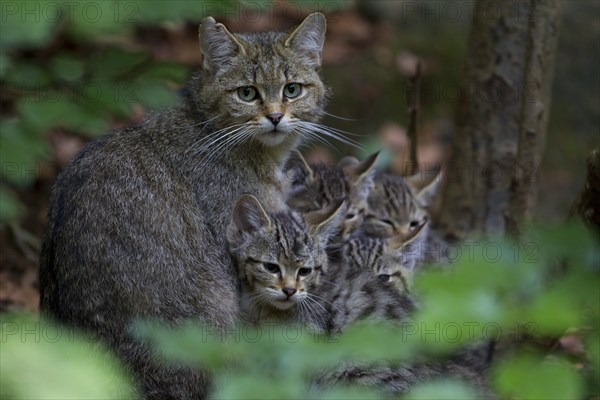 Wildcat (Felis silvestris) with kittens