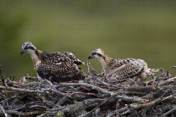 Osprey or Sea Hawk (Pandion haliaetus) chicks in an aerie