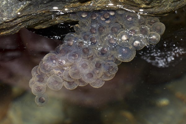 Spawn from a Pyrenean Frog (Rana pyrenaica) under a stone in water