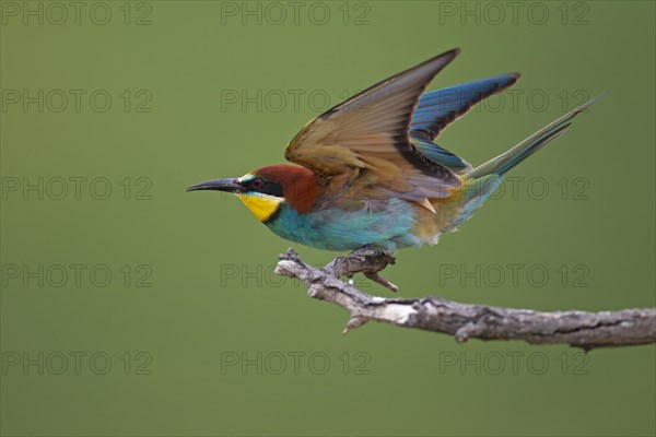 Bee-eater (Merops apiaster) preparing to take off