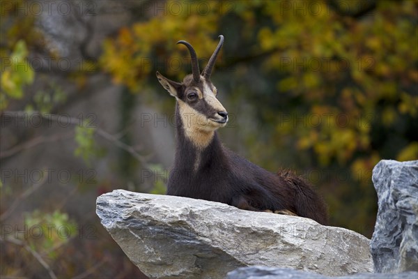 Chamois (Rupicapra Rupicapra)