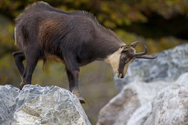 Chamois (Rupicapra Rupicapra)