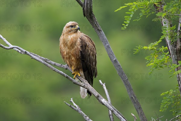 Long-legged Buzzard (Buteo Rufinus)