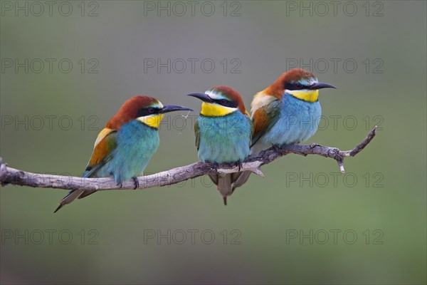 Bee-eaters (Merops apiaster)