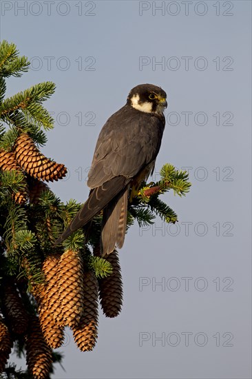 Eurasian Hobby (Falco subbuteo)
