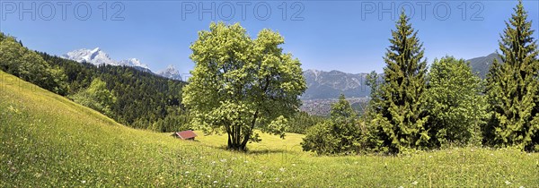 Green meadow and trees on Eckbauer Mountain