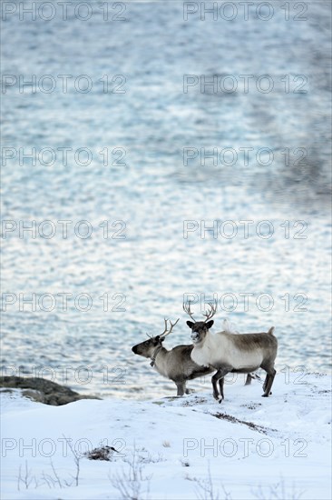 Two reindeer (Rangifer tarandus) on snow before fjord