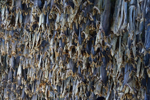 Hung up drying fish