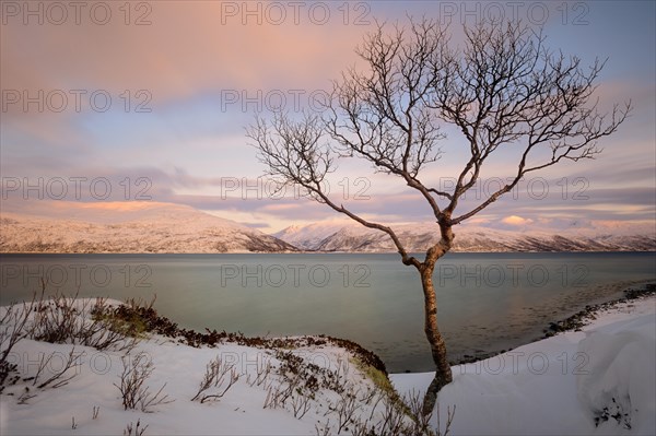 Young birch (Betula) before fjord in winter landscape