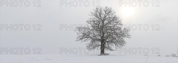 A several hundred year-old oak tree (Quercus sp.)